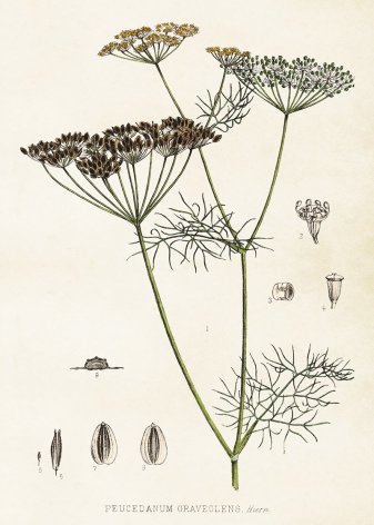 Poster - Dill 50x70