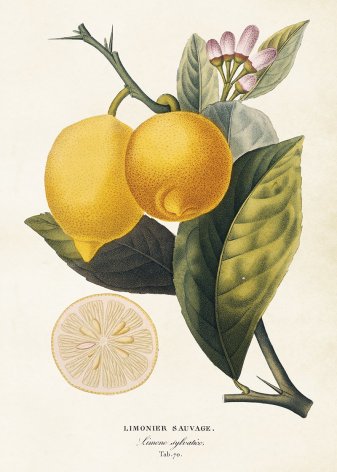 Poster - citron 50x70