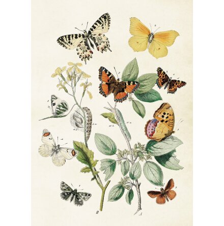 Poster - fjärilar 50x70