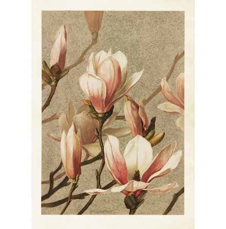 Poster - Magnolia 50x70