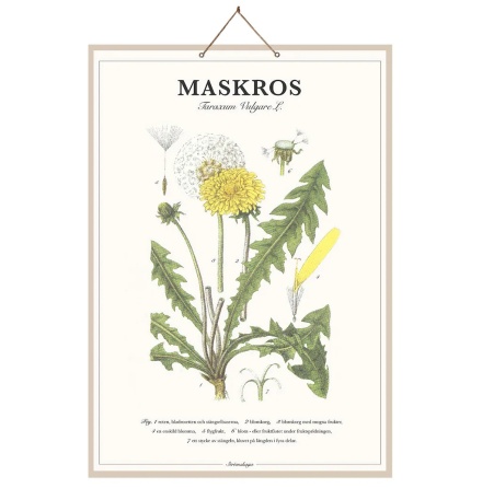 Skolplansch Maskros