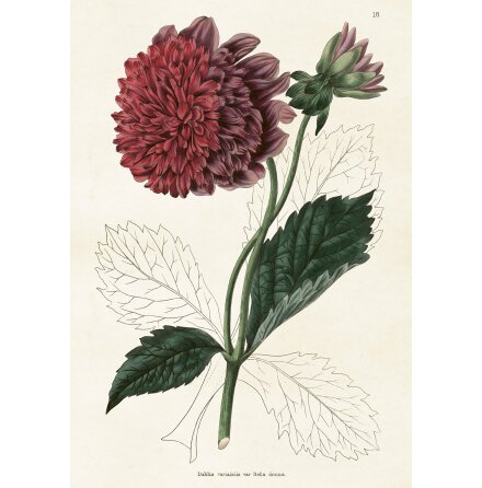 Poster Dahlia 70x100 cm