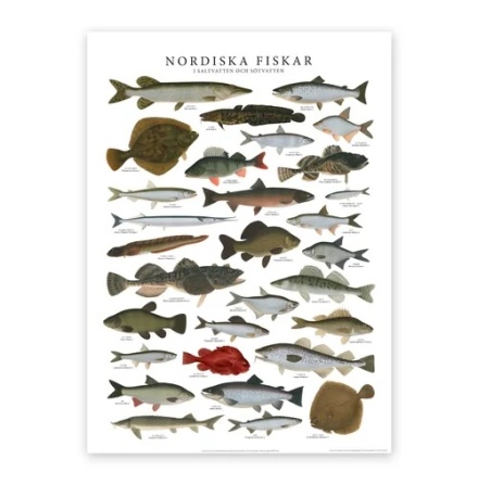 Poster - Nordiska fiskar 50x70