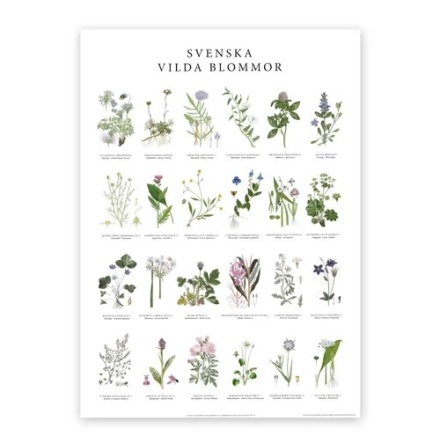 Poster - Vilda blommor 50x70