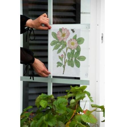 F�nsterskydd - Nyponros