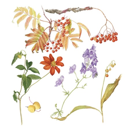 Blomsterkort nr 103 - Maj Fagerberg