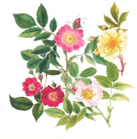 Blomsterkort - Maj Fagerberg - Nyponros