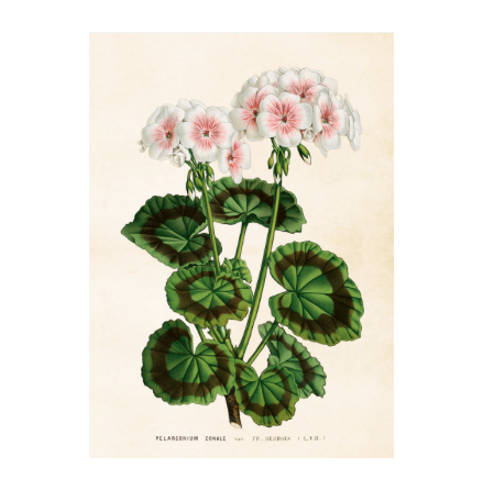 Poster - Pelargon 50x70, vit/rosa