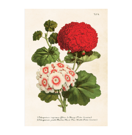 Poster - Pelargon 50x70, R�d/vit