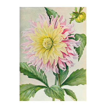 Poster - Dahlia 50x70, 