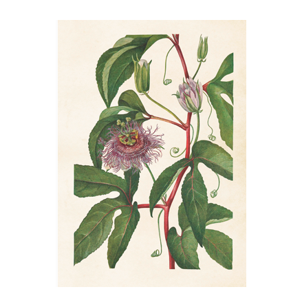 Poster - passionsblomma 50x70, 